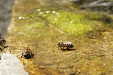 Honey Bees Gathering Water from a Mossy Stone Pool