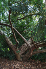 Old broken tree in the forest. Shallow depth of field. Nature background and texture.