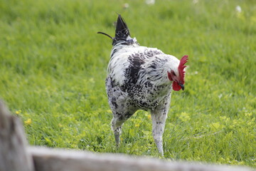 Rooster Roaming Through Lush Green Grass with Wildflowers