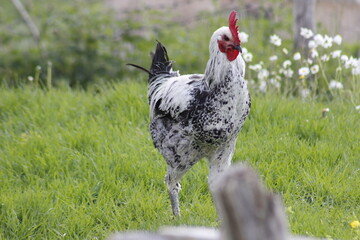 Rooster Walking Through Lush Green Grass with Daisies in the Background