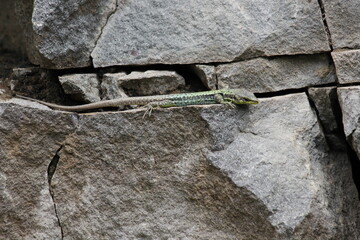 Close-Up of a Lizard Resting on a Stone with Small Pebbles, Featuring Blue-Green Hues