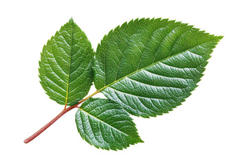 Fototapeta premium Green rose leaf close-up png