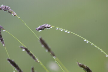 Dew-Covered Grass Blades in a Quiet Natural Landscape