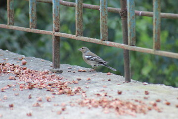 Small Bird Near Broken Hazelnuts on Concrete Ground Beneath Rusty Metal Railing