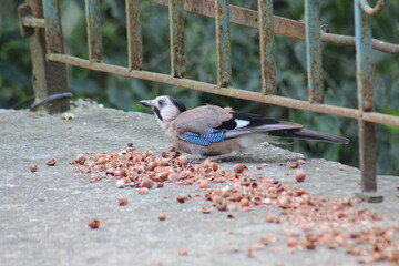 Curious Bird Among Hazelnuts on the Ground Under a Metal Railing