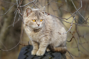Gray striped cat walks on a leash on green grass outdoors....