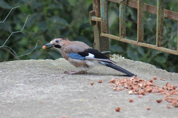 Bird Holding a Hazelnut in Its Beak on Concrete Ground with Scattered Nuts