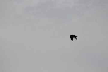 Silhouette of a Bird Flying Against the Darkening Sky