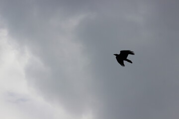 Silhouette of a Bird Flying Against the Darkening Sky