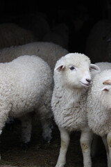 Adorable Lamb Looking at Camera Among Sheep Flock