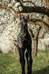 Foal is standing in blooming applie orchard in Springtime, fine art photography