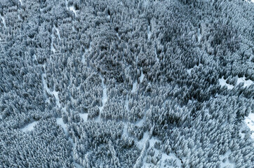 Aerial view of snow covered forest. White fir trees in winter landscape.