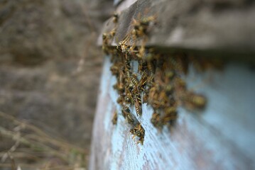 Honey Bees Resting in Their Hive, Busy with Their Colony's Tasks
