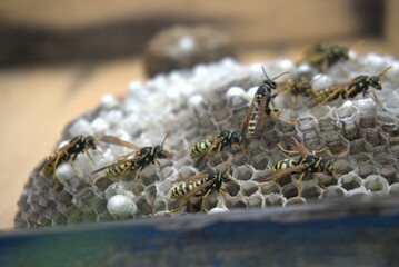 Wild Bees at Work in Their Nest, Busy Building and Protecting Their Colony