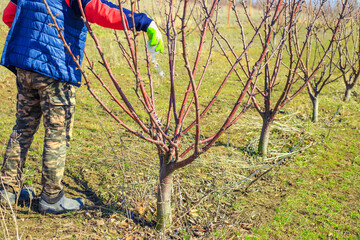 Fertilizing fruit trees. A gardener scatters nitrogen fertilizer granules on the ground near a tree...