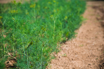 Medicinal plant Fennel (Foeniculum Vulgare Mill.) grows in an agricultural field