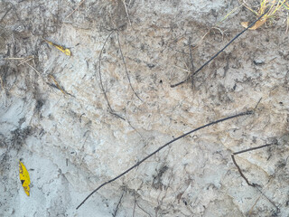 Wet Sand, Brown Sand, texture background with dried sticks, leaves and dry things on beach