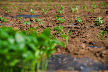 A row of green vegetable pepper bushes.