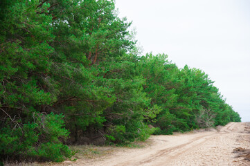 Obraz premium Young pine seedlings. Planting a forest.