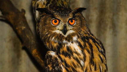 Portrait of an Eagle owl sitting in an aviary.