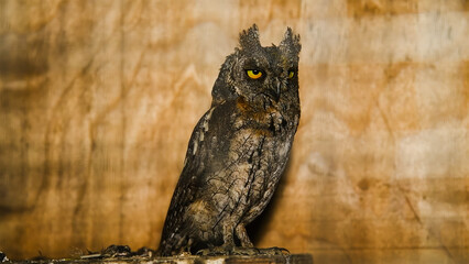 Portrait of a Scops owl sitting in an aviary.