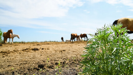 Horses graze in a field on a horse farm
