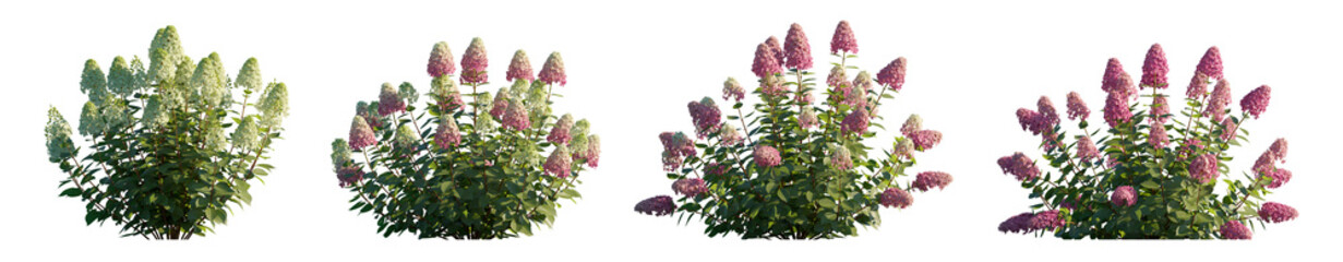 Hydrangea arborescens annabelle and paniculata phantom bush shrub isolated png on a transparent...