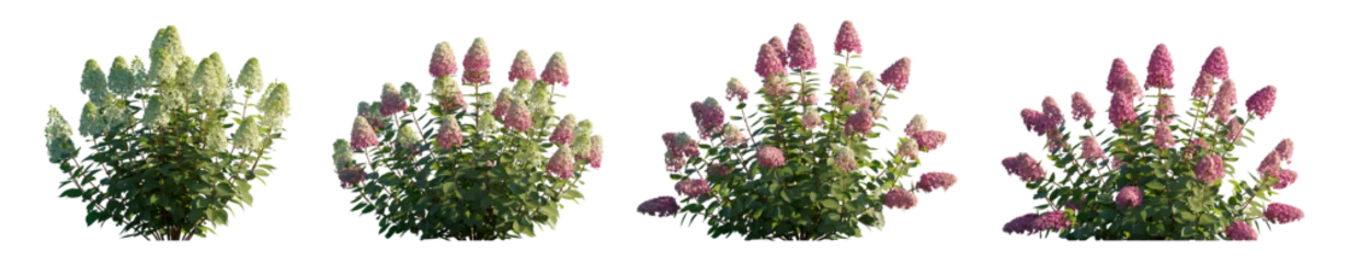 Fotobehang Hydrangea Hydrangea arborescens annabelle and paniculata phantom bush shrub isolated png on a transparent background premium cutout hd  © Roman