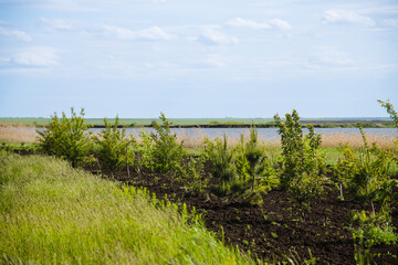 Obraz premium Young trees planted to restore the forest
