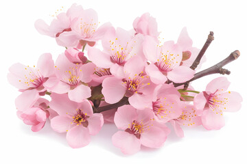 Obraz premium Spring Blossoms Close-up White Background