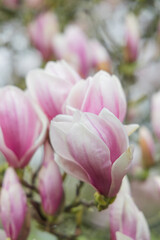 Fototapeta premium Beautiful magnolia flowers on a tree branch in spring time.