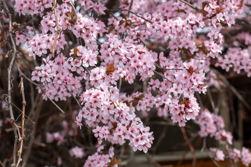 Cherry blossom branch in Belgrade