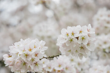 beautiful cherry blossom, spring flowers in japan, sakura