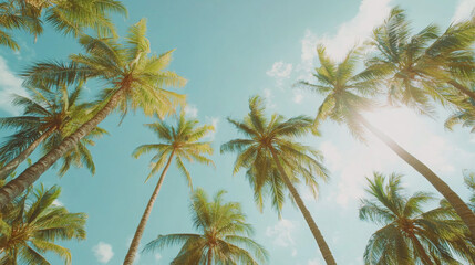 Obraz premium Looking Up at Palm Trees