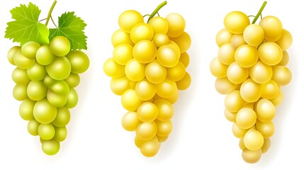 Three Varieties of Fresh Green and Yellow Grapes Isolated on a White Background