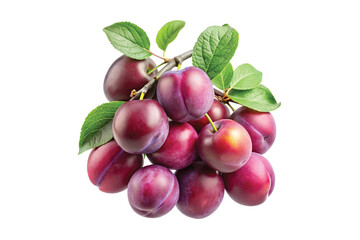 A Bunch of Ripe Red Plums on the Branch with Green Leaves Isolated on White Background