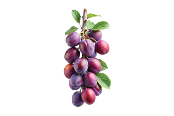 A bunch of ripe plums on the branch with green leaves isolated on white background fresh fruit harvest healthy food