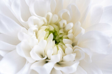 White chrysanthemum macro close up. Natural floral background.