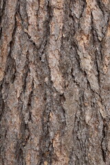 Obraz premium Natural background