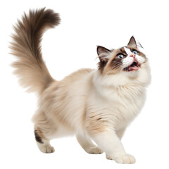 Joyful Ragdoll Cat with Fluffy Tail in the Air, Playful and Cute