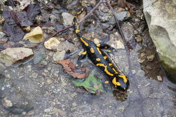 Fire salamander relaxing in a natural bath