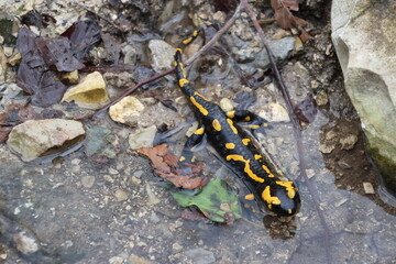 Fire salamander relaxing in a natural bath