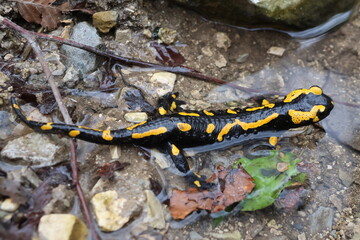 Fire salamander relaxing in a natural bath