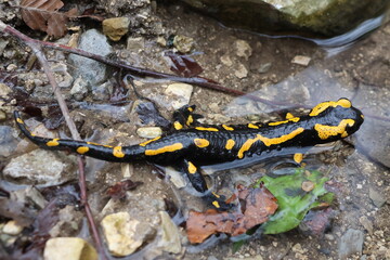 Fire salamander relaxing in a natural bath