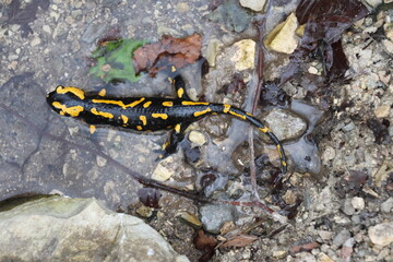 Fire salamander relaxing in a natural bath