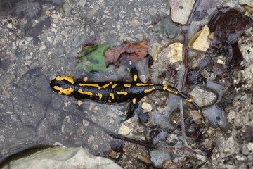 Fire salamander relaxing in a natural bath