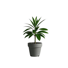 Obraz premium A vibrant Dracaena marginata thriving in a minimalist grey pot, showcasing its lush green leaves against a clean transparent background