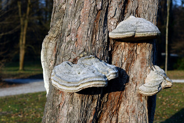 Huba  grzyb na drzewie.  Przyroda.  © FotoDax