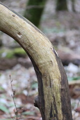 Autumn forest landscape