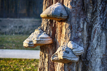 Huba  grzyb na drzewie.  Przyroda.  © FotoDax